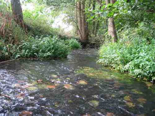 Unterhalb der B 3 bei Welle ist am herbstlichen Bach gut der so wichtige Blattrückhalt auf rauem Kiesgrund zu erkennen - Start der Nahrungskette.