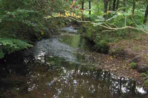 Einmal auf der Brücke umgedreht - und schon zeigt sich das Bild des optimal restaurierten Kiesbachs. Strömungs- und Strukturvielfalt führen zum lebendigen Bach.