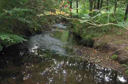 Mit etwas gutem Willen, Kies und Geröll ist der Kiesbach dynamisch.
