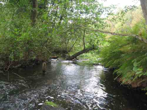 Wo es die örtliche Situation zulässt, kann mit Sturzbäumen experimentiert werden - meist stören sie überhaupt nicht!