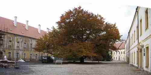 009-11-05 - Schloss Decin, noch viel zu tun