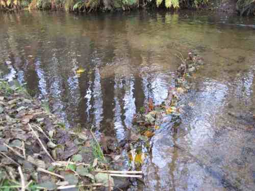 IMG_0380 - Sammler Fichtenwiese nach 1 Woche