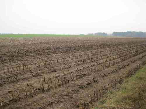 IMG_0414 - Gülle, allein gelassen