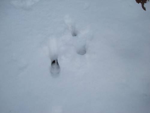 Ein Reh hat unseren Garten gequert - mitten im Ort.