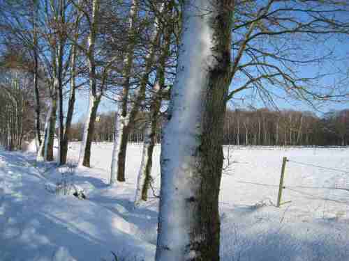 IMG_1345 - Schneesturmbaumlandschaft