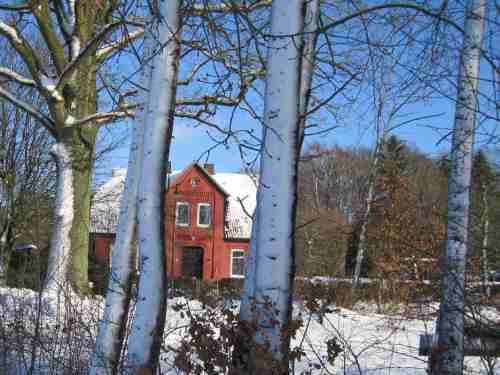 IMG_1346 - Schneesturmbäume