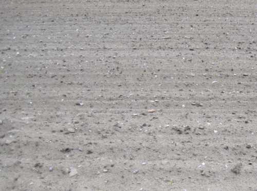 IMG_0405 - eine Schande, dass dieser Sandboden für Ackerbau subventioniert wird