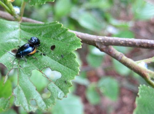 IMG_0415 - und wieder hat der Erlenblattkäfer zugeschlagen