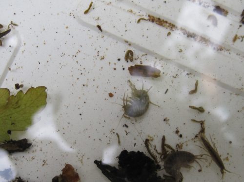 IMG_0425 - Gammarus, Simulium, Eintagsfliegen