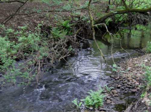 IMG_0432 - verdammt wenig Wasser in der Este, so früh im Jahr