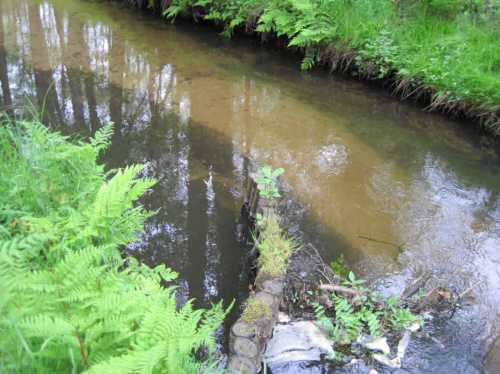 IMG_0445 - Treibselsammler - strukturreicher Raum um vorher öde Buhne