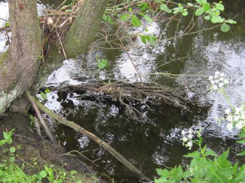 IMG_0453 - Flottierende Großwurzeln einer Alt-Erle, Zeugin der Vergangenheit
