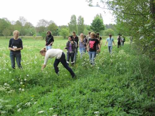 IMG_0454 - Pusteblumen pflücken