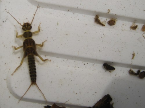 IMG_0458 - hurra, Steinfliegenlarve