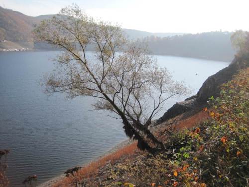 IMG_5920 - unser Bauhof fände diesen Baum nicht standsicher