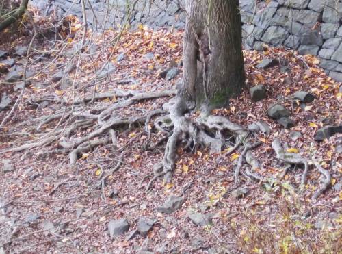 IMG_5925 - Buche am Steilhang, verwurzelt