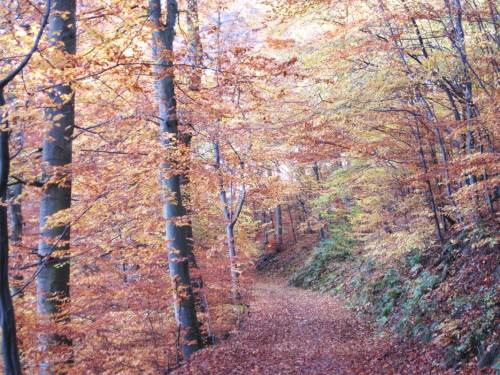 IMG_5929 - Ederseerandweg von Sperrmauer aus
