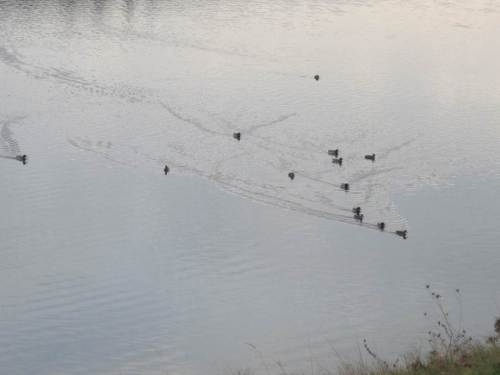 IMG_5940 - Wasservögeln am Twistesee Futter entzogen durch Ablass