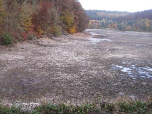 IMG_5945 - Wasserpflanzen zum Trocknen im Twistesee - vernünftig oder was