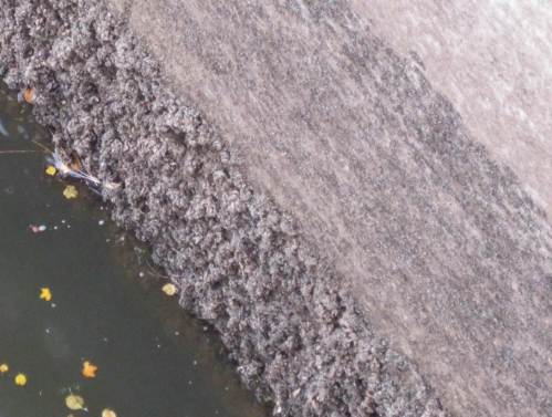 IMG_5952 - Dreikantmuscheln stinken trockengelegt vor sich hin