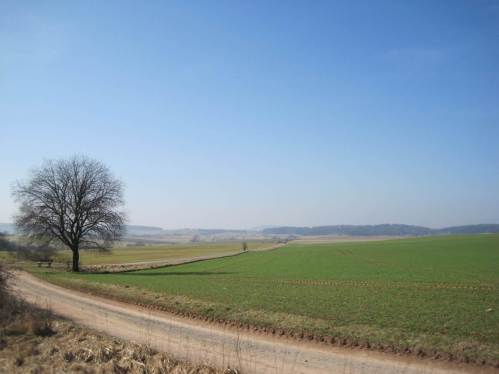 Einsame Weide in ausgeräumter Landschaft. Da müssen die Bienen aber fliegen ...