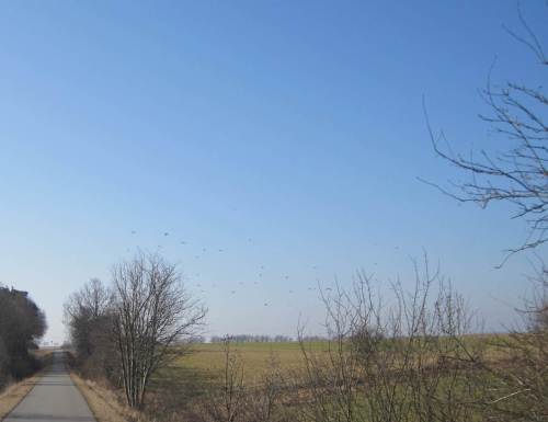 Rotdrosselschwärme begleiten mich. Auch Trupps von Goldammern fliegen hier.