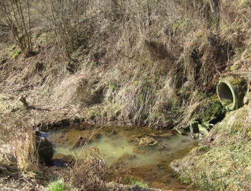 Es musste ja passieren - kein Ausflug, der nicht als Begehung endet! Abwassereinleitung am Rand von Sachsenhausen.