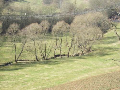 Zweiter Blick: Reiherbach licht bebaumt - schon besser.
