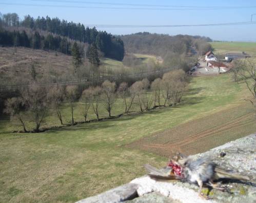 Reiherbach-Überblick. Leider hatte der Bussard vergessen, sein Frühstück mitzunehmen, als er wegen mir hier abflog.