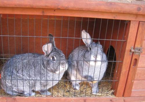 Neben allem möglichen anderen Viehzeug gibt es da natürlich Stallhasen. Die haben auch gut Auslauf.