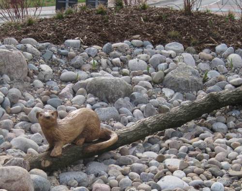 Da sitzt er also, auf pflegeintensivem Grund (Achtung, Herbizid ist hier verboten!), der linke Fischotter.