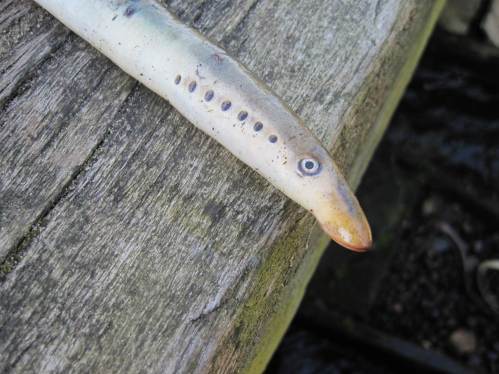 Kopfpartie eines toten Flussneunauges - gut erkennbar: die 7 Kiemenöffnungen und das Auge. Zählt man die hier nicht sichtbare Nasenöffnung dazu, kommt man auf die "9 Augen".