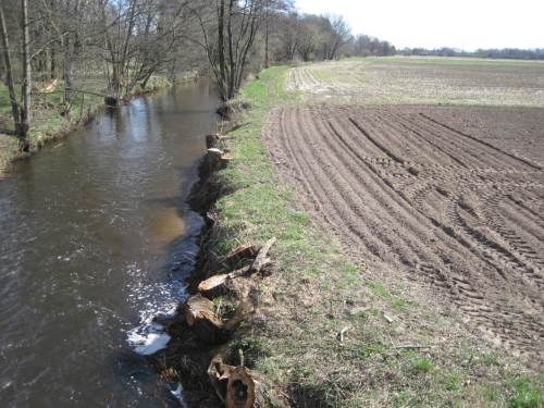 Nach dem Durchqueren des Seevesiels im Schutzdeich passieren die Tiere die wegen mangelnder Überwachung zerstörte Flusslandschaft. - Widerrechtlicher Ackerbau bis an den Gewässerrand, Pflügen bis an die bis vor wenigen Jahren durchgängig vorhanden gewesenen Ufergaleriebäume - Folge ist schleichender Totalverlust.