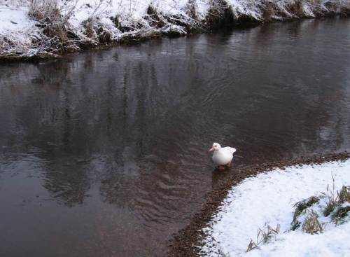 Und hier taucht im Winter dieses weisse Wesen auf.