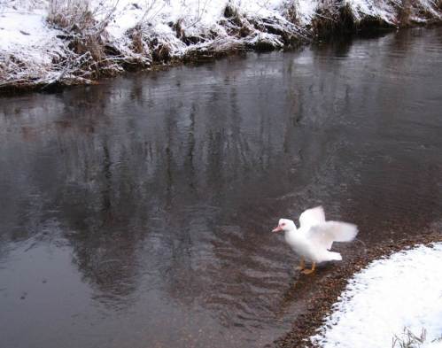 "Ich bin eine verwunschene Prinzessin und erfülle euch 3 Wünsche!"