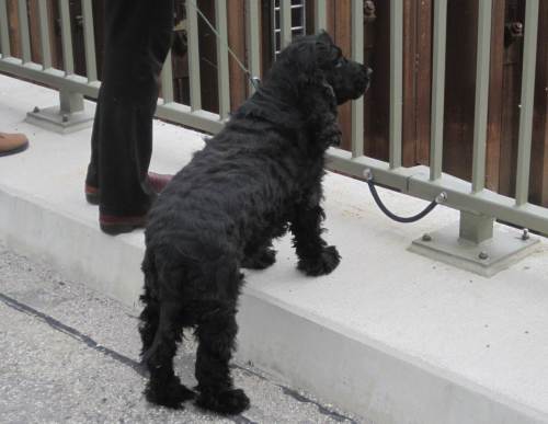 Aufmerksame Beobachterin, Spaniel sind nun einmal für die Wasserjagd gezüchtet.
