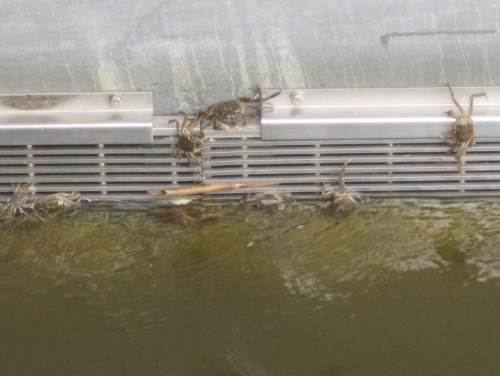 Da ist es ja, das Futter. In rauen Massen - Wollhandkrabben. Die schmecken übrigens Menschen auch ausgezeichnet. Auch die kleinen sollen geröstet ein sehr appetitlicher Snack sein.