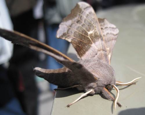 Kein Wanderfisch! - wohl auch ein Wanderer?