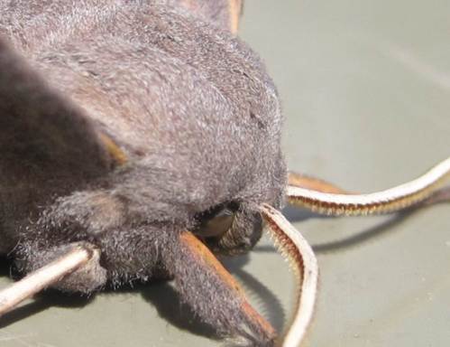 Beeindruckend - mal sehen, ob ich herausfinde, wer das ist.