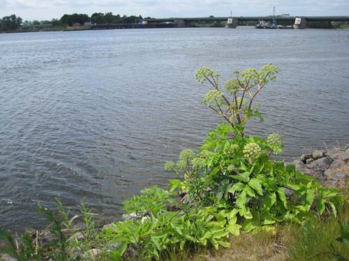Botanisches. Dank an den Fachmann, der mitteilt: "Die Pflanze ist die Erz-Engelwurz (Angelica archangelica). Es handelt sich um eine am Elbufer wachsende Stromtalpflanze, die an der Tideelbe überall auftritt und wohl auch darüber hinaus."