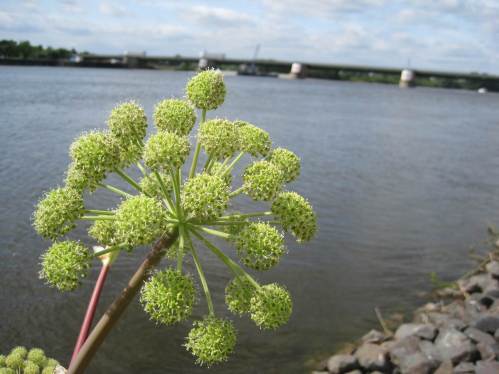 Teilansicht der Erz-Engelwurz.