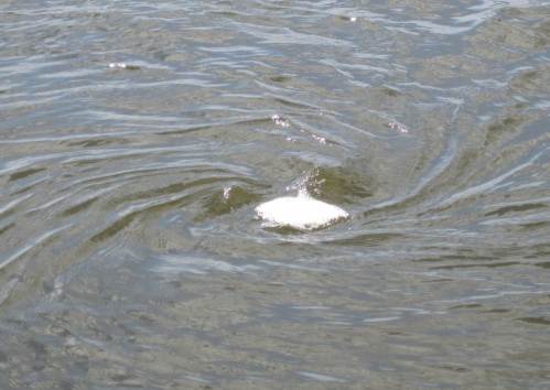 Einlaufstrudel des in den Fischpass geführten Zusatzwassers. Muss mal fragen, wie das Teil vor Verschlucken von Lebendigem gesichert ist (und vor Verstopfung mit anderem Treibsel).