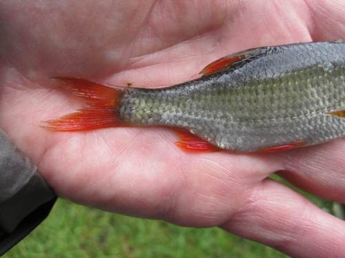 Und hier im Detail die roten "Federn" = Flossen. Das Schuppenkleid lässt erahnen, warum die Rotfeder der Gruppe der "Weißfische" zugeordnet wird (silberner Gesamteindruck, hier mit leicht goldener Tönung).