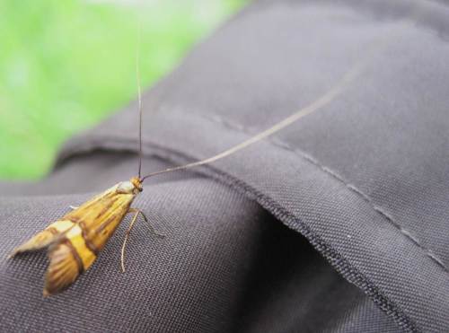 Auch Langhorn-Motten waren zu beobachten.