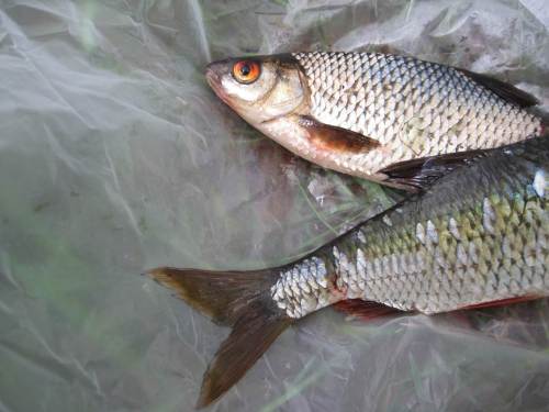 Das Rotauge dagegen lebt gern sowohl in stehenden als auch fließenden Gewässern, hat ein "endständiges" Maul, eher bräunliche Flossen und ist ebenfalls silbern geschuppt (ohne den oft bei der Rotfeder wahrzunehmenden Goldschimmer).