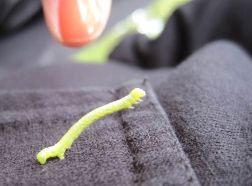 Rings um das Angelgewässer lebt so allerhand - hier eine Spannerraupe.