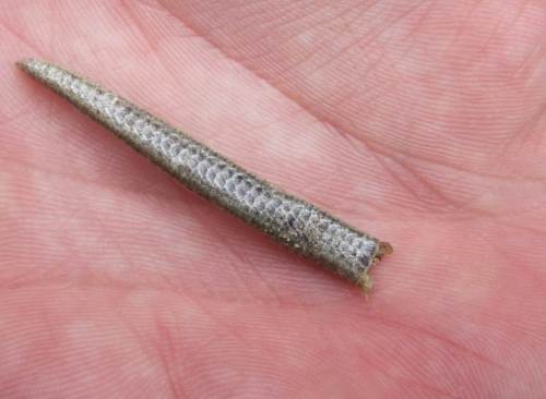 Dies ist im wahrsten Sinn des Wortes das Ende einer Blindschleiche, die auf dem Sandweg als Verkehrsopfer ihr Leben ließ.