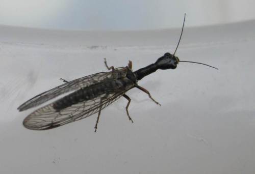 Eine Kamelhalsfliege war auch da.