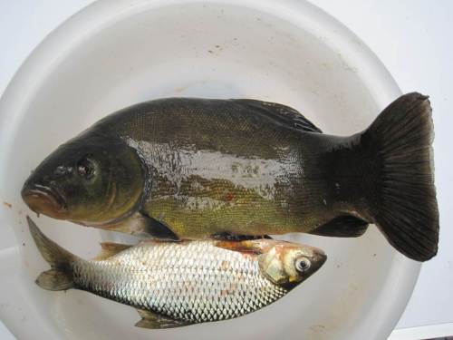 Eine goldgrüne Schleie durfte nicht fehlen.