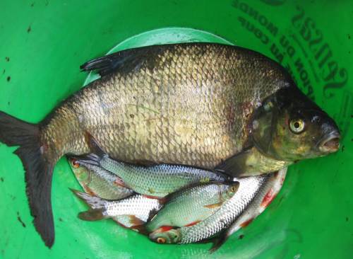 Dieser schöne Brassen war der größte Fisch des Tages.